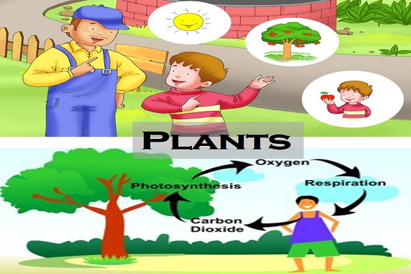 Example of Plants in daily life for Class 1