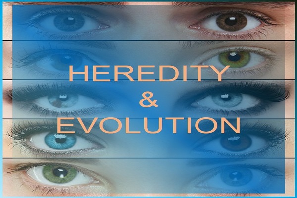 Example of Heredity and Evolution in daily life for Class 10