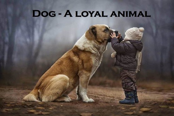 Example of Animals in daily life for Class 2