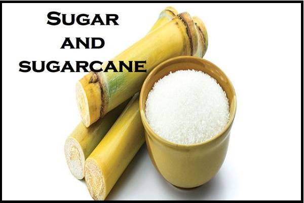 Example of Plants in daily life for Class 2