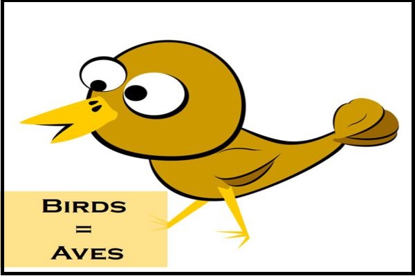 Example of Birds in daily life for Class 3