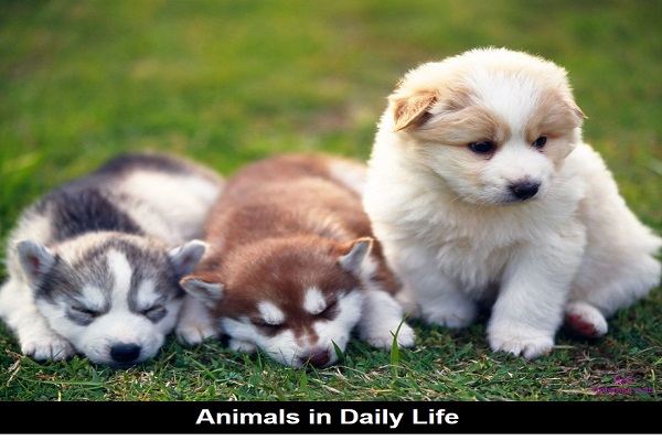 Example of Animals in daily life for Class 4