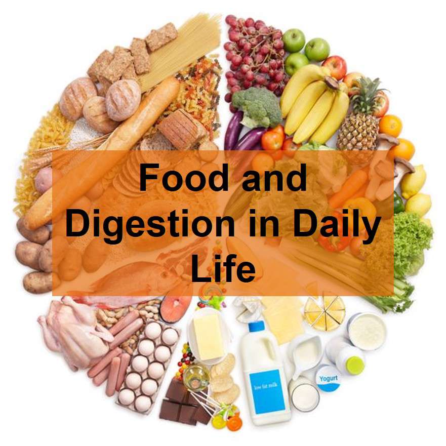 Example of Food and Digestion in daily life for Class 4