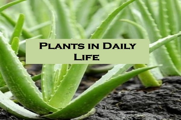 Example of Plants in daily life for Class 4