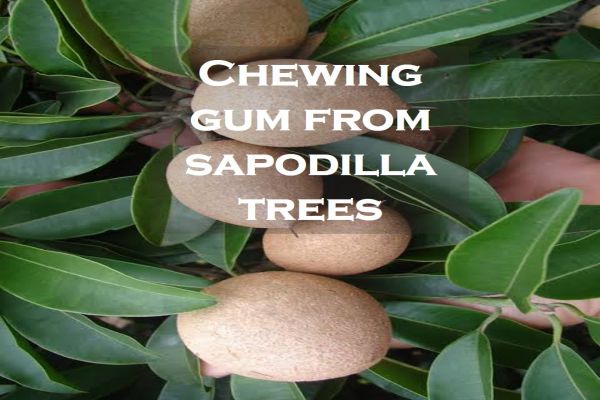 Example of Conservation of Plants and Animals in daily life for Class 8