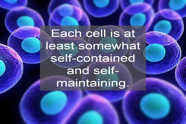 Example of Cell - The Fundamental Unit of Life in daily life for Class 9