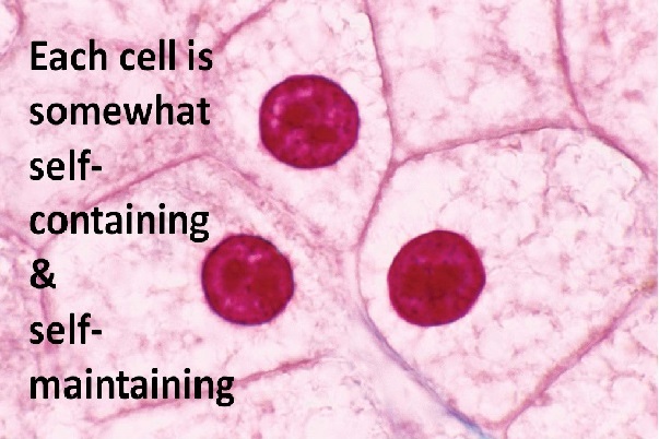 Example of Tissues in daily life for Class 9