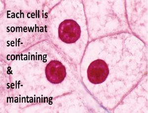 Example of Tissues in daily life for Class 9