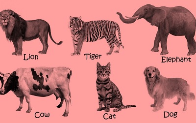 Science Class 1 Animals