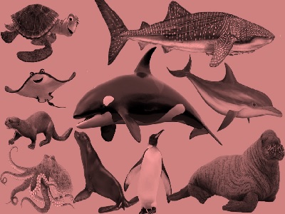 Science Class 1 Animals