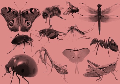 Science Class 1 Animals