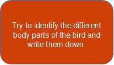 Science Class 3 Birds