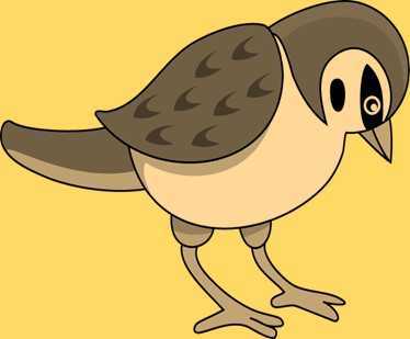 Science Class 3 Birds