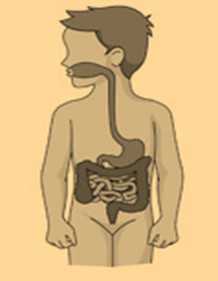 Science Class 3 Human Body