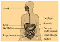 Science Class 4 Food and Digestion 