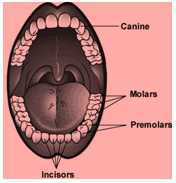Science Class 4 Food and Digestion