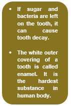 Science Class 4 Food and Digestion