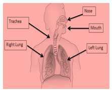 Science Class 4 Human Body and Health