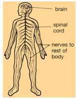 Science Class 4 Human Body and Health