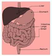 Science Class 4 Human Body and Health 