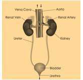 Science Class 4 Human Body and Health 