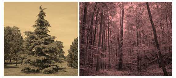 Science Class 4 Plants