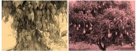 Science Class 4 Plants