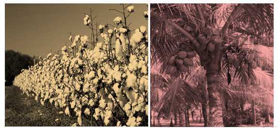 Science Class 4 Plants