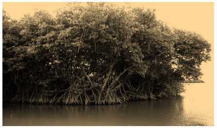 Science Class 4 Plants