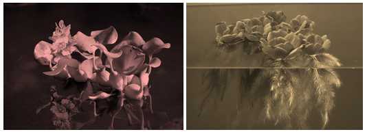 Science Class 4 Plants