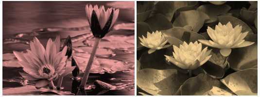 Science Class 4 Plants