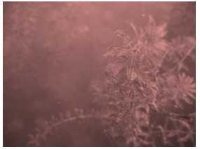 Science Class 4 Plants