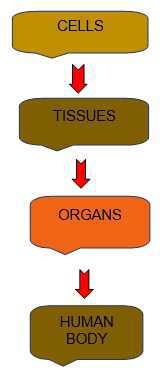 Science Class 5 Human Body and Health Basics Of Human Body