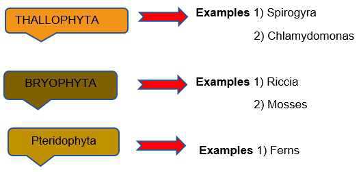 Science Class 5 Plants and Food