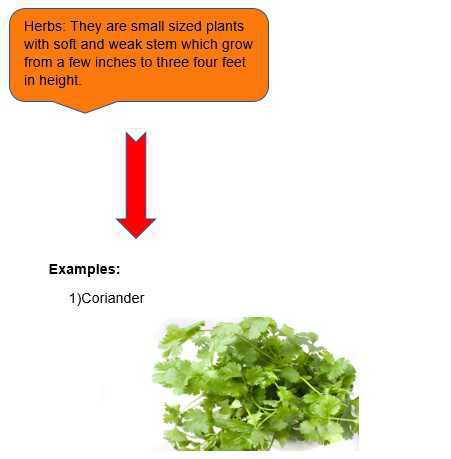 Science Class 5 Plants and Food