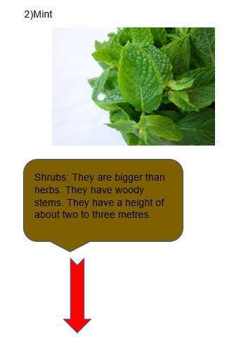 Science Class 5 Plants and Food