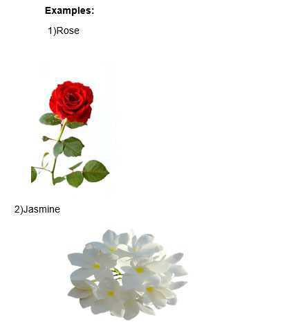 Science Class 5 Plants and Food