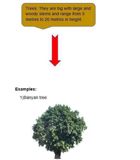 Science Class 5 Plants and Food