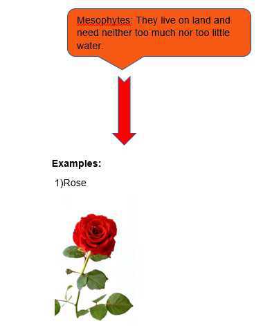 Science Class 5 Plants and Food