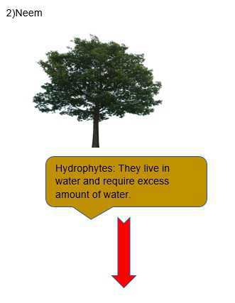 Science Class 5 Plants and Food