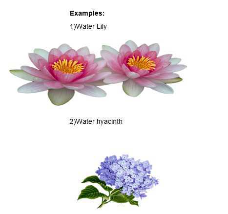 Science Class 5 Plants and Food