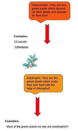 Science Class 5 Plants and Food