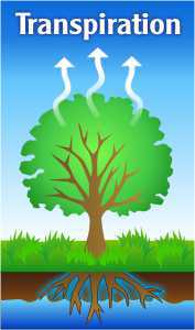 Science Class 7 Transportation in Plants and Animals Transpiration