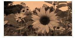 Science Class 8 Conservation of Plants and Animals