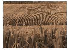 Science Class 8 Crop Production and Management crop