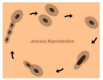 Science Class 8 Reproduction in Animals