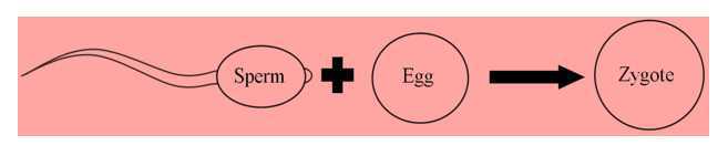 Science Class 8 Reproduction in Animals