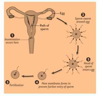 Science Class 8 Reproduction in Animals