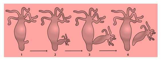 Science Class 8 Reproduction in Animals