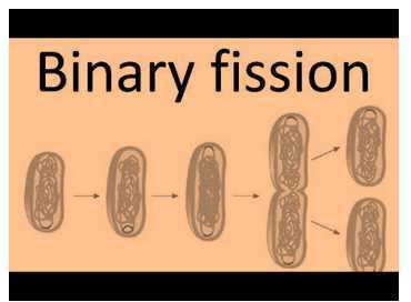 Science Class 8 Reproduction in Animals